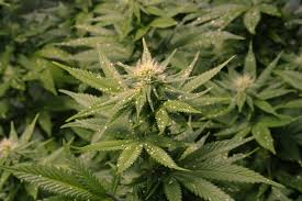 How to get rid of spider mites during floweringtime stamp for video:(00:05) : Those Spider Mites On Marijuana Plants Green Cultured Elearning Solutions