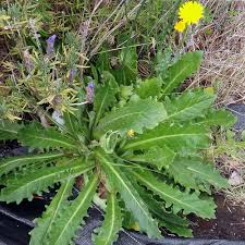 Cat's ear plants bear a striking resemblance to dandelion, and is often called false dandelion. Catsear Flower Aspects And Its Uses Veggies Info Veggies Info