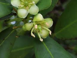 Image result for Brexia madagascariensis