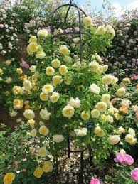 David Austin Roses Obelisk Erstickt In Einer Entzuckenden Rose David Austin Rosen Austin Rosen Gartenrosen