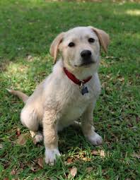 It is one of the most common options for a breed around the world when you labrador retrievers are happy go lucky dogs right from their being a puppy till they attain adulthood. Meet Mateo An Adoptable Labrador Retriever Looking For A Forever Home If You Re Looking For A New Pet To Adopt Beagle Mix Puppies Corgi Beagle Mix Dog Search