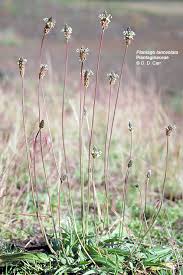 Image result for Plantaginaceae