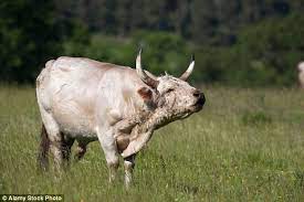What The Animals We Eat Looked Like Before Humans Began Breeding Them For Food Daily Mail Online