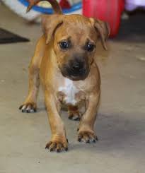All texas dachshund rescue is saddened to share the loss of a loving and dedicated volunteer and foster mom, diane deaton on february 2, 2021. Meet Cindy Lou Female Boxer Dachshund Mixed Lone Star Boxer Rescue Houston Tx