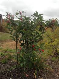 Winter Red Female Winterberry Fedco Trees