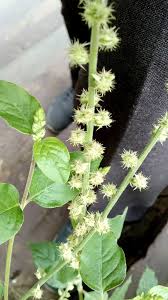 Image result for Pupalia grandiflora