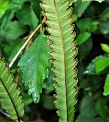 Image result for Amblovenatum