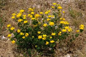 Image result for Leptoderris goetzei