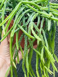 Image result for Rhynchosia micrantha