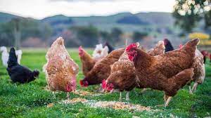 Maybe you would like to learn more about one of these? How Much Should You Feed Chickens Per Day Nature S Best