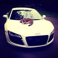 Audi Love Truelove Cat Sleeping Lifted Cars Super Cars Audi