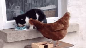 Https Encrypted Tbn0 Gstatic Com Images Q Tbn And9gcqwd Wafpidcvh1iupyyut1gsperqllipk8jq Usqp Cau Animated images of funny cats in gif format. 2