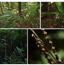 Image result for Aiphanes