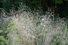 Image result for Deschampsia
