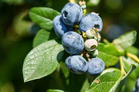 Heidelbeeren Blaubeeren Pflanzen Standort Zeitpunkt Co In 2020 Blaubeeren Pflanzen Heidelbeeren Blaubeeren Heidelbeeren Pflanzen
