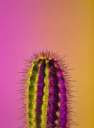 Neon Plants Cactus Cacti Yellow Pink Minimal Baski Resim Resimler Resim