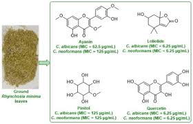 Image result for Rhynchosia totta