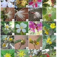 Image result for Malvaceae subfamily Grewioideae