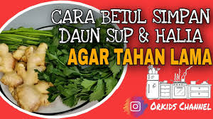 Cuba taruk daun ketumbar atas ayam goreng lepas masak. Cara Betul Simpan Daun Sup Halia Agar Tahan Lama Youtube