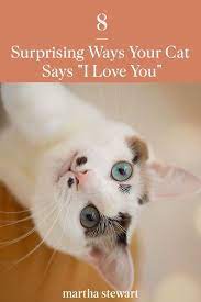 8 Surprising Ways Your Cat Says I Love You Pets Cats Funny Animal Photos
