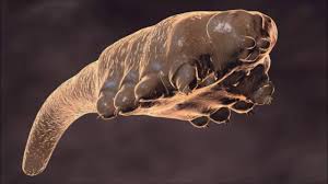 Bird Mites In Hair What Are Demodex Mites Face Mite Hair Mite Ungex Demodex Demodex Mites Mites