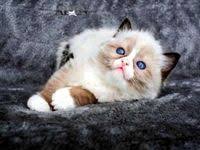 القطط البنغال جميلة ورائعة دبي 89938 cats animals