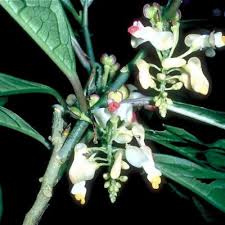 Image result for Polygala sadebeckiana