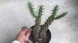 Cactus disease dry root rot caused by fungi, severe damage fungi infected gymnocalycium cactus isolated on white background showing serious damge at skin and root. Cholla Cactus White Residue Fungus Solution Youtube