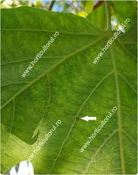 Zona vizata a fost cartierul „tudor vladimirescu. Tigrul Platanului Corythucha Ciliata Combatere Horticultorul Ro