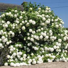 Viorne Ou Viburnum Boule De Neige Roseum Hortensia Grimpant Jardins Arbustes A Fleurs
