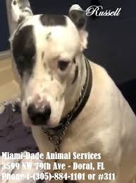 They can't list a price as pets for sale are proscribed, but they. Literally Scared To Death At Miami High Kill Animal Shelter Pet Rescue Report