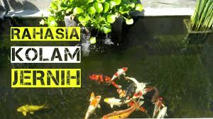 Jangan lupa lakukan secara berkala supaya. Rahasia Di Kolam Ini Agar Airnya Tetap Jernih Youtube