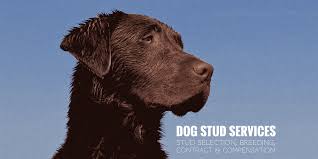 A veterinarian checks the heartrate of a cat. Dog Stud Services Stud Selection Breeding Contract Compensation