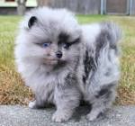 Merle Pomeranian