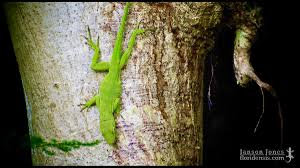 Image result for Anagallis gracilipes