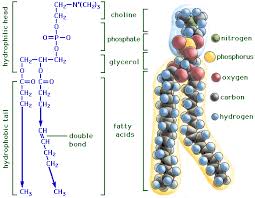 Biochemistry Tests For Food Macromolecules Lipid Knowledge Class Lipids In 2020 Macromolecules Biochemistry Chemical Structure