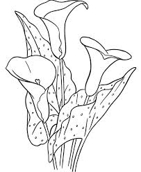 Download calla lily stock vectors. Calla Flower Coloring Page Netart Shape Coloring Pages Coloring Pages Flower Coloring Pages