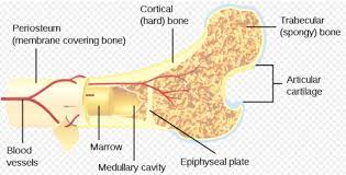 A typical long bone shows the gross anatomical characteristics of bone. Bone Marrow Physiopedia