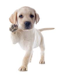 Experienced canine behavior specialist, offering training, behavior modification and affordable board & train packages 1 on 1 training rates, $80 per hour of 10 pack for $700 Puppy Training Aocb Bothell Wa Academy Of Canine Behavior