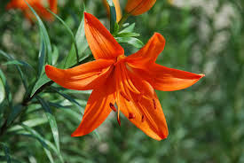 They comprise a genus of about 110 species in the lily family. New Lily Flower Images Download Top Collection Of Different Types Of Flowers In The Images Hd