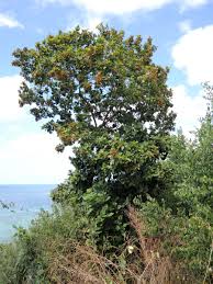 Image result for Carpodiptera africana