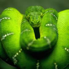 1000 images about logo gucci on pinterest gucci fond d ecran gucci fond ecran nike. Fond Decran Gucci Serpent Fond D Ecran Wallpapers