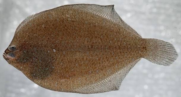 About Fringed Flounder - Maryland Biodiversity Project