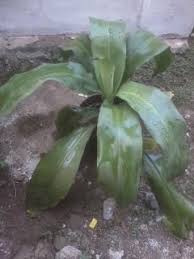 Tanaman hias memang saat ini sangat populer. Ghaisani Eka Safitri On Twitter Tanaman Sri Gading Dracaena Fragrans Tanaman Hias Berdaun Lebar Dan Panjang Himagronipb 169 Http T Co Xfrmmionbk