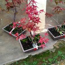 Melayani partai kecil dan partai besar. Harga Jual Tanaman Bonsai Terbaik Juli 2021 Shopee Indonesia