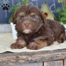 If you live too far away to visit we can facetime or skype, then we can fly your puppy to your nearest airport. Havanese Purebred Puppies For Sale For Sale In Cleveland Ohio Classified Americanlisted Com