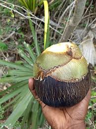 Image result for Borassus