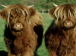 Pin On United Kingdom 5 Cattle Breeds
