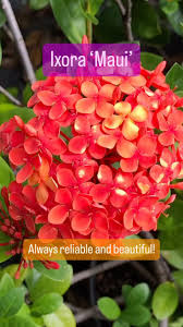 Image result for Ixora praetermissa