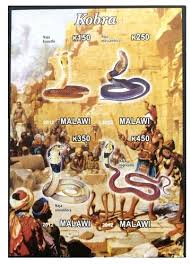 Image result for Bidens pinnatipartita